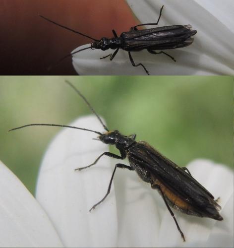Réf. 334 590 : Oedemera pthysica